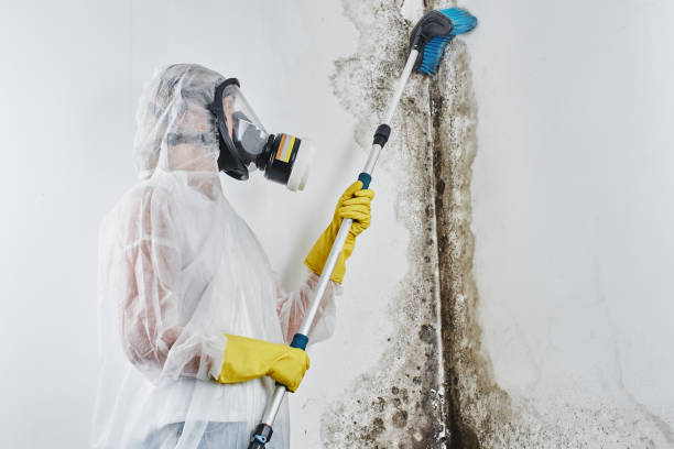 Best Mold Damage Repair  in Camp Hill, PA