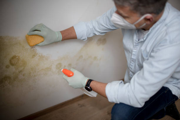 Best Mold Testing  in Camp Hill, PA