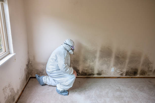 Best Crawl Space Mold Removal  in Camp Hill, PA