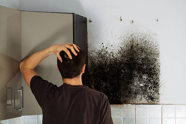 Best Certified Mold Removal  in Camp Hill, PA