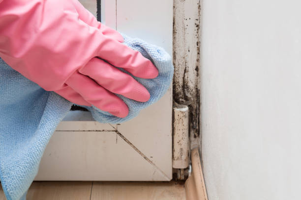 Best Professional Mold Removal  in Camp Hill, PA