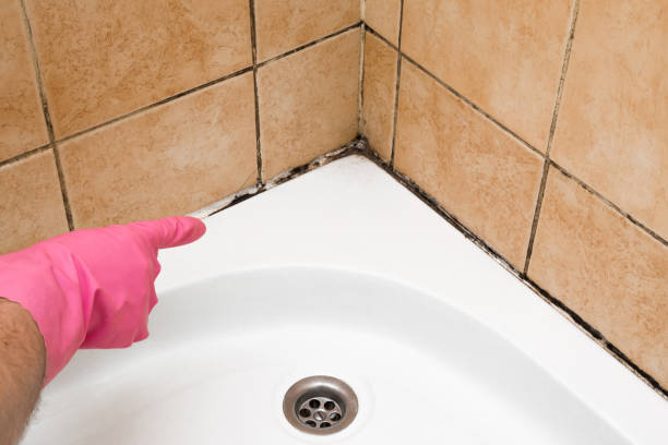 Best Mold Remediation  in Camp Hill, PA