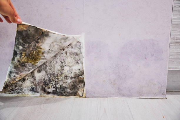 Best Best Mold Removal Companies  in Camp Hill, PA